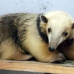 Oso melero